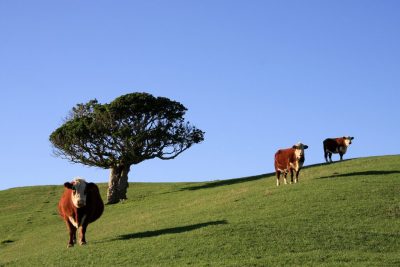 Yeni Zelanda’da süt tozu üretimi için jeotermal enerjiden faydalanılacak