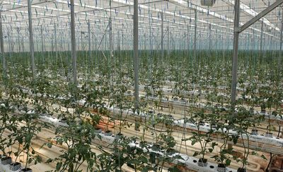 Konya’da 2.000 metre karelik sera ve jeotermal kuyu kiraya verilecek.