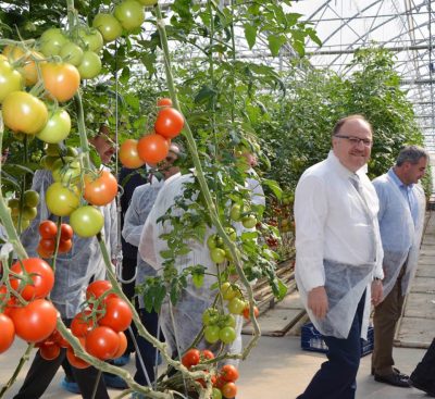 Afyonkarahisar’da Tarım ve Orman Bakanlığı Destekli Sera’da domates üretimi