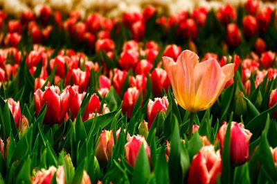 Yeni yılınızı en içten dileklerimizle kutlarız