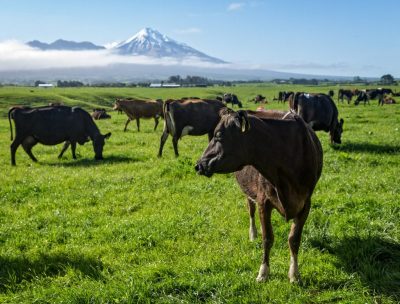 Yeni Zelanda’nın ikinci jeotermal süt tesisi tamamlanmak üzere