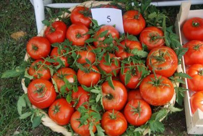 Erzurum, eksi 30 derecede 25 bin domates üretmeyi hedefliyor