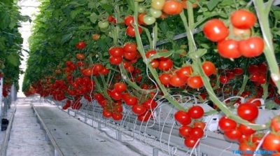 Sandıklı’nın jeotermal seralarda üretilen domatesleri ihraç ediliyor