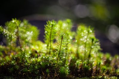 Güriş Holding, Muğla’da 10 bin ağaç dikimi gerçekleştirdi