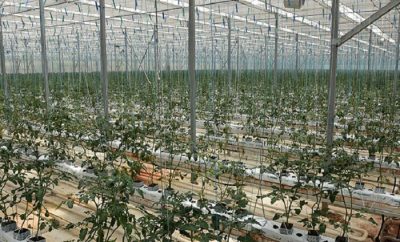 Kozaklı’da jeotermal seralar yeni sezon için temizleniyor