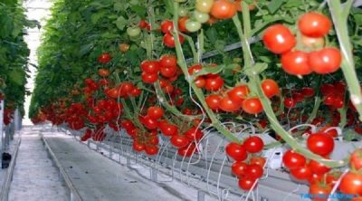 Van’da Jeotermal ile eksi 40 derecede üretilen domatesler