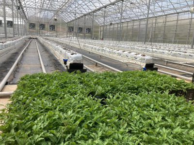 Kozaklı jeotermal seralarda 50 bin kg domates üretimi hedefleniyor