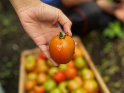 Endonezya’daki jeotermal inovasyon sürdürülebilir tarıma katkıda bulunuyor