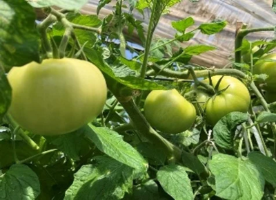 Japonya’nın Hokkaido kentinde yıl boyu domates yetiştiriciliği