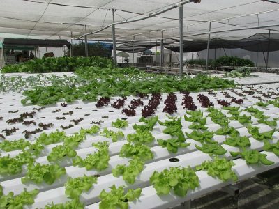 Green Tech, Romanya’da jeotermal ısıtmalı sera kompleksi üzerinde çalışmaya başladı