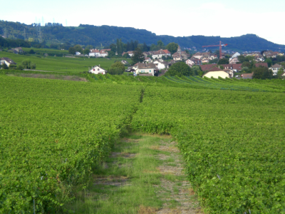 İsviçre’nin Vinzel kentindeki jeotermal proje iptal edilecek